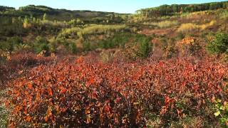 Upper Midwest Hazelnut Development Initiative [upl. by Aretahs766]