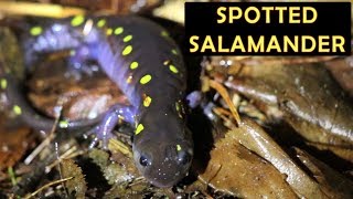 Spotted salamander Ambystoma maculatum [upl. by Weber106]