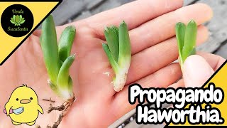 Propagando Haworthia truncata cv Harry Johnson🌱🌱 [upl. by Rehctelf]