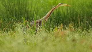 Purperreiger zomertaling slobeend wintertaling Vogelen met Limosa 28 [upl. by Ziwot102]