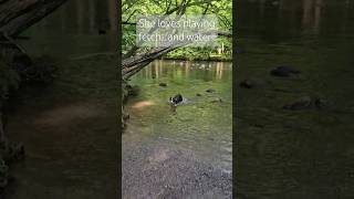 Rae LOVES playing🐶 doglover dogsofyoutube waterdogs dogshorts outside australianshepherd dogs [upl. by Leunamesoj]