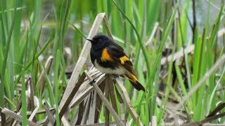 American Redstart  Male at the nest [upl. by Nohtan281]