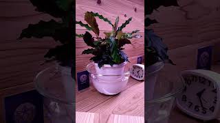 Plants time lapse4 hours in 5 secondstimelapse plants indoorplants bottomwatering calathea [upl. by Attenoj112]