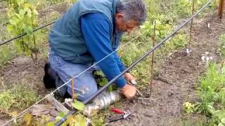 Field Grafting a New Vineyard at Small Vines Estate [upl. by Horwath]