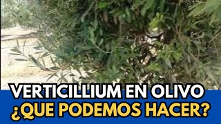 🟥 Verticillium Porqué Aparece y Cómo Combatirlo [upl. by Moia969]