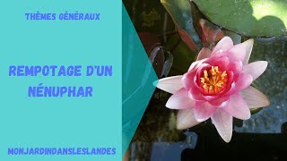 Conseils pour planter un nénuphar nénufar  Monjardindansleslandes [upl. by Aisetra]