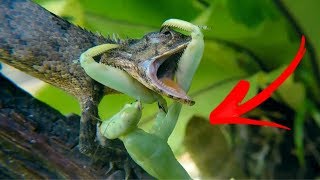 MANTIS RELIGIOSA Vs LAGARTO Mantis Mas Peligrosas🦗 [upl. by Hsirk]