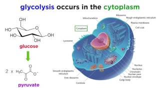 Cellular Respiration Part 1 Glycolysis [upl. by Meikah]