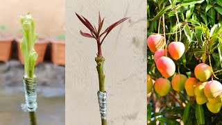 Easy and simple grafting mango tree  How to graft mango tree [upl. by Lrac]