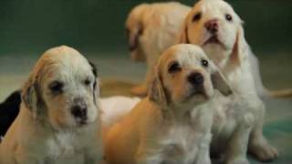 English Setters puppies  4 weeks Kennel Marisett [upl. by Yannodrahc]