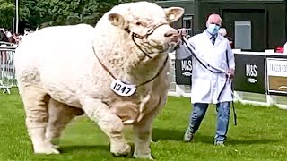 Champion Bulls of Different Breeds at Royal Highland Show 2021 [upl. by Robinson]