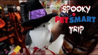 Taking My Pigeon to PetSmart  Cooper Goes to the Pet Store [upl. by Eenot]