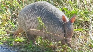 Nine Banded Armadillo Up Close [upl. by Shotton]