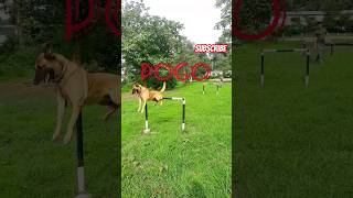 Army Dog Angry Dog Dog CRPF Dog Police Dog BSF Dog SSB Dog Viral Viral Dog Dog Lover Viral [upl. by Flanders]