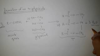 chap 3 formation triglycéride [upl. by Madelle]