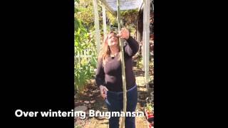 Winterizing Brugmansia Plants [upl. by Liahcim]