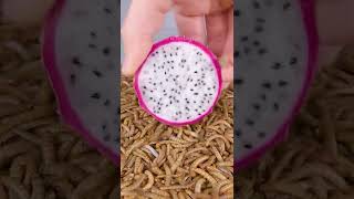 Mealworms vs DRAGON FRUIT [upl. by Kcire]