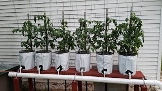 Hydroponics Easy Self Sustaining  Beginners DIY Tomato Drip System part 2 [upl. by Sucy]