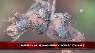 Samuray arısı kahverengi kokarcaya karşı [upl. by Mayhew]