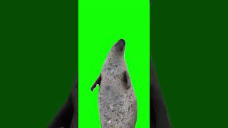 happy seal is clapping meme green screen [upl. by Belva463]