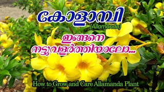 Learn Names of Flowers in Tamil  Flowers Names with pictures  மலர்கள்  Educational video [upl. by Etsyrk]