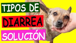 Tipos de DIARREA EN PERROS Una Guía Completa [upl. by Elysia721]