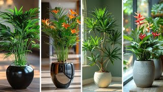 16 plantas capazes de sobreviver até no local mais escuro da casa [upl. by Gaylor279]