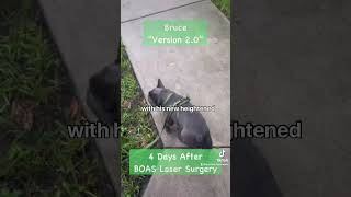 Bruce the Frenchie Before amp After BOAS Laser Surgery [upl. by Pallua]