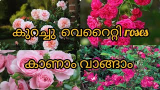 കുറഞ്ഞ വിലയിൽ റോസകൾ വാങ്ങാം  salerosesminiatures orchid rosezephorarose [upl. by Xymenes]