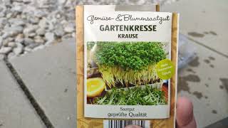 Gartenkresse Krause anbauen und bald ernten Gesund amp günstig 19 Cent Discounter Kresse [upl. by Mundford871]