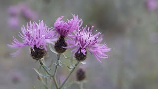 SPOTTED KNAPWEED Centaurea maculosa [upl. by Lohman]