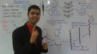 1st year Biology Kingdom Protista Ch 8 Ustilago tritici Life cycle Lec 10 [upl. by Sterne]