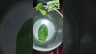 respiration in plant experiment biology botany viral 🌲🦠🌲🦠🌲 [upl. by Pentha]