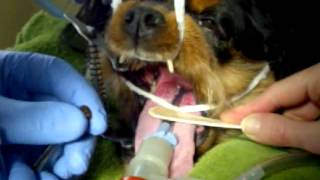 Trimming elongated soft palate using a CO2 surgical laser at VetsToronto [upl. by Brebner]