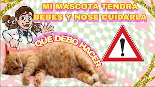 COMO SABER SI MI GATA ESTA EMBARAZADA  TIPS CUIDADOS ALIMENTACION Y PELIGROS  SOYPHANTON [upl. by Rossner204]