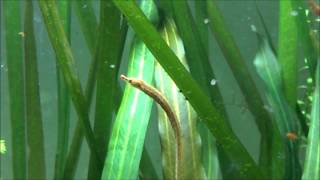 Freshwater Pipefish Eating Daphnia Enneacampus ansorgii [upl. by Curzon]