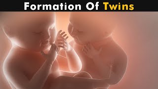 How Twins Are Formed  Fraternal twins amp identical twins UrduHindi [upl. by Sanferd796]