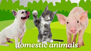 Domestic Animals for Kids Vocabulary  25 Domestic Animals Name In English  Domestic Animals [upl. by Nrubloc]