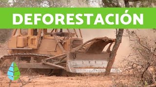 CAUSAS de la DEFORESTACIÓN y CONSECUENCIAS de la DEFORESTACIÓN [upl. by Leno]