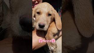 Nora Cerca Casa  Deliziosa Dolce Cucciola Simil LabradorBassotto shorts adotta puppy sos dog [upl. by Trinatte]