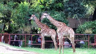 Oldest Zoo of Pakistan  visit of Lahore zoo  Zoo Lahore Pakistan  Zoo of Lahore  Sahil samandar [upl. by Aivata622]