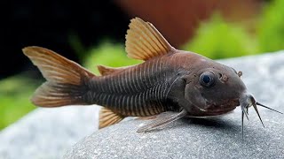 Corydoras Catfish The Peaceful Bottom Dwellers of the Aquarium [upl. by Jeannine488]