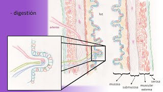 Liberación de péptidos bioactivos mediante el proceso de digestión gastrointestinal [upl. by Aij64]