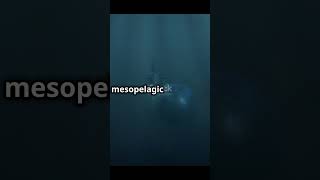 Ocean Depth Zones amp Marine Life  Explore the Deep Sea [upl. by Maise823]