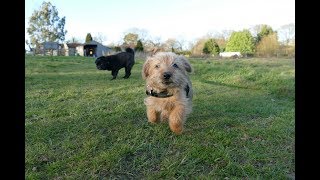 Sylvester  Norfolk Terrier Puppy  2 Weeks Residential Dog Training [upl. by Gehman]