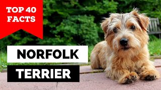 99 of Norfolk Terrier Owners Dont Know This [upl. by Greenleaf]