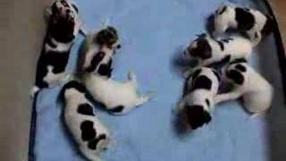 Rat terrier puppies 3 12 weeks [upl. by Nywroc390]