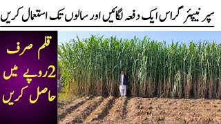 Super Napier Grass Farming  Super Napier Grass Farming Business in Pakistan  Super Napier Grass [upl. by Nalad]