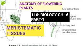 Class 11 BiologyCh6 Part1Meristematic TissuesStudy with Farru [upl. by Cinderella705]