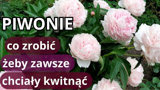 PIWONIE nie kwitły  zrób to koniecznie teraz błędy w uprawie piwonii [upl. by Riordan]